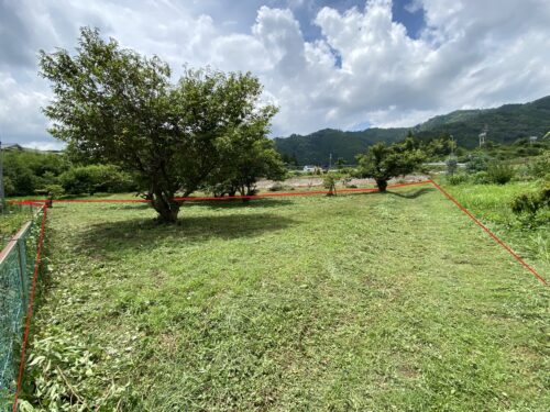 丹波市市島町 丹波栗畑